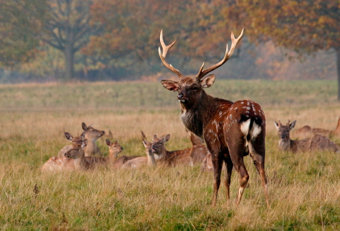 A mature sika deer stag stands alert in a grassy field, surrounded by a group of resting does. The scene is set during autumn with orange and green trees in the background, evoking a natural and serene wildlife habitat.