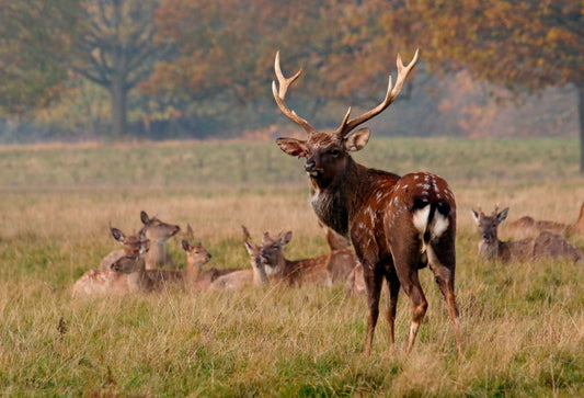 A mature sika deer stag stands alert in a grassy field, surrounded by a group of resting does. The scene is set during autumn with orange and green trees in the background, evoking a natural and serene wildlife habitat.
